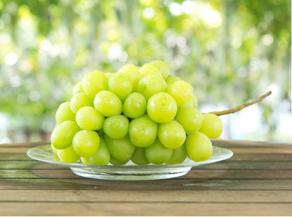 〈産直〉 熊本産シャインマスカット