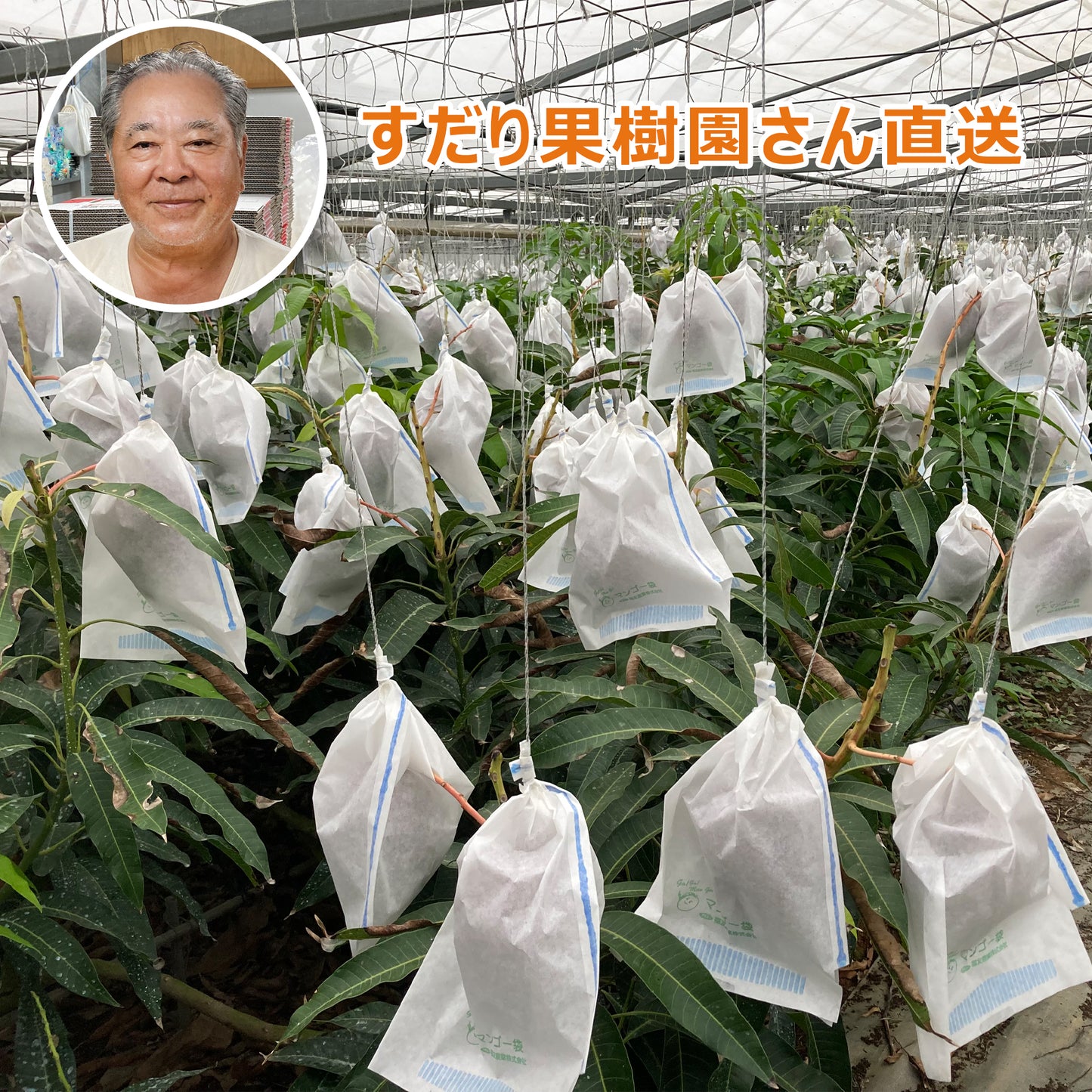 〈産直/早期予約販売〉宮古島完熟マンゴー 1kg/2kg/4kg【冷蔵】