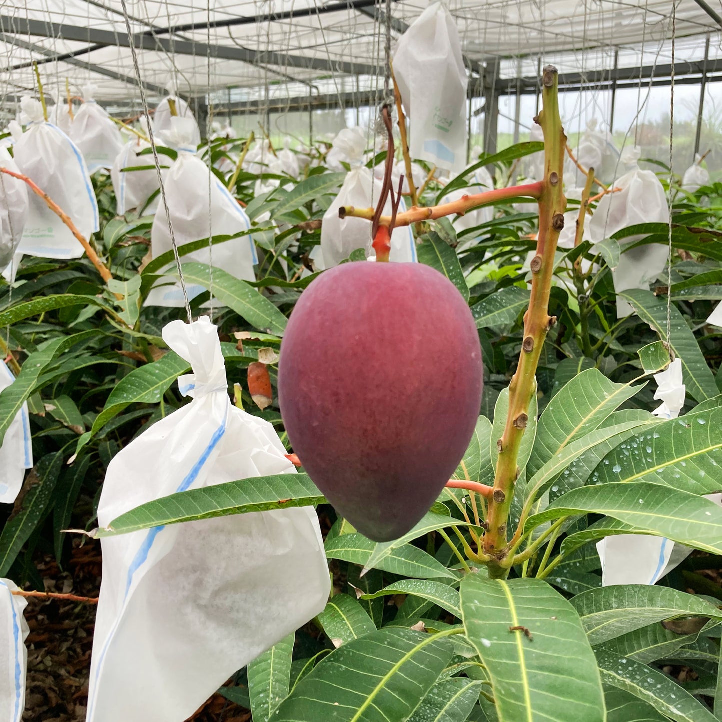 〈産直/早期予約販売〉宮古島完熟マンゴー 1kg/2kg/4kg【冷蔵】